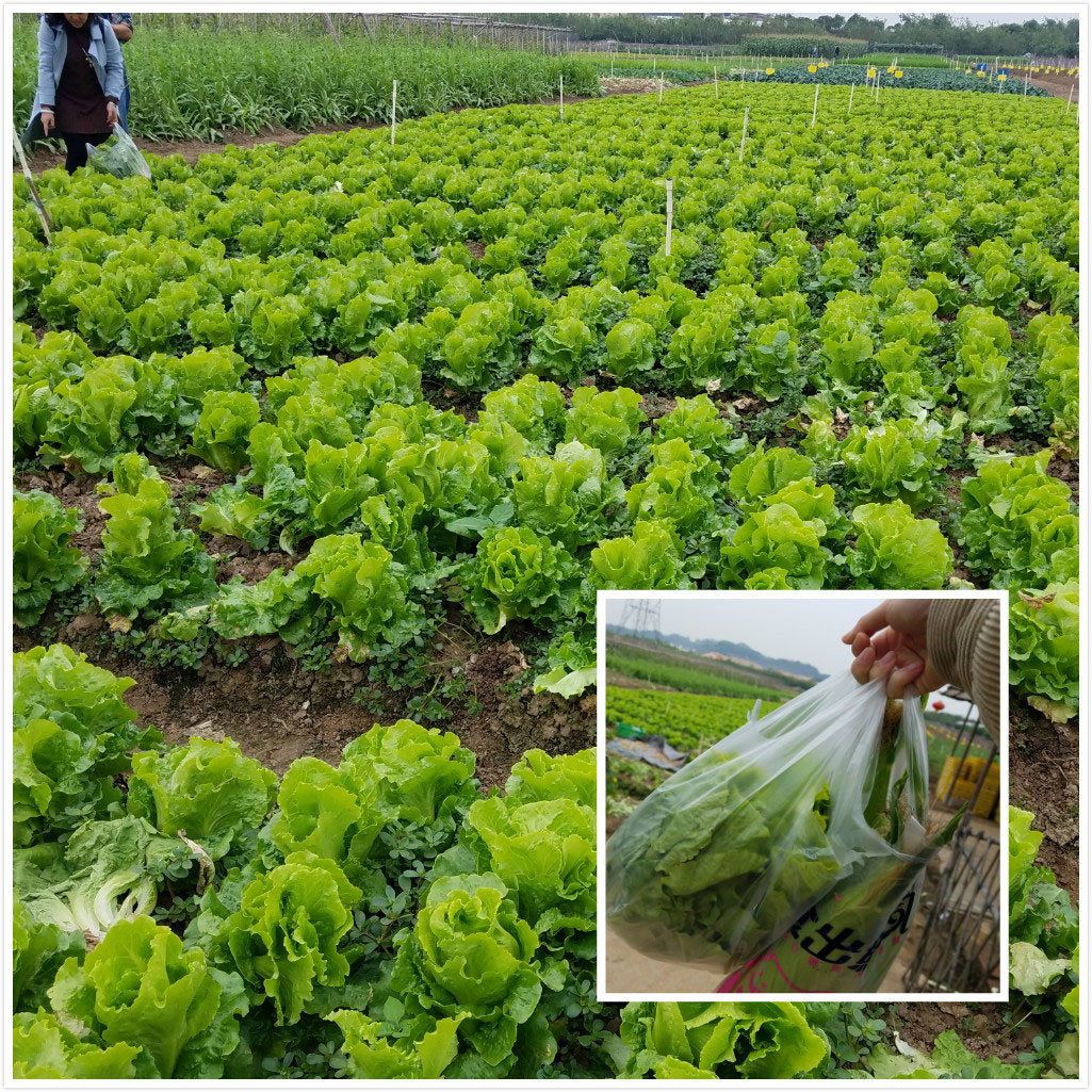 易網科技拓展活動——采摘生菜